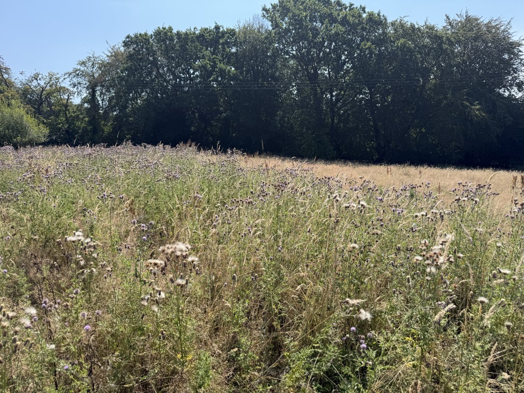 Lot: 94 - PARCEL OF FREEHOLD LAND EXTENDING TO 3.22 ACRES WITH POTENTIAL - General view of field 2